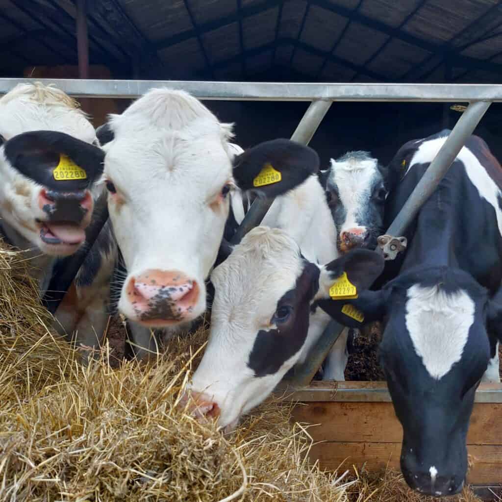 four black and white fresian dairy cows eating silage